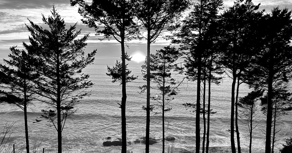 Thorns, Thistles & Olive Branches — black & white fine art photography